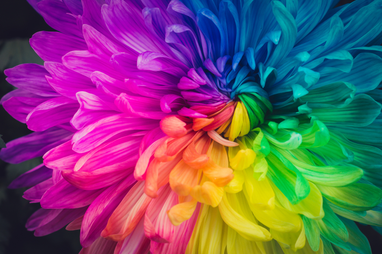 Rainbow Flower - Heal today with Dr. Rosilda Alves